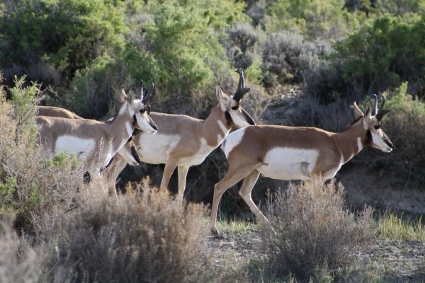 9965wyo_antelope_2011_024.jpg