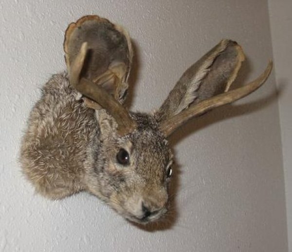 9974jackalope.jpg