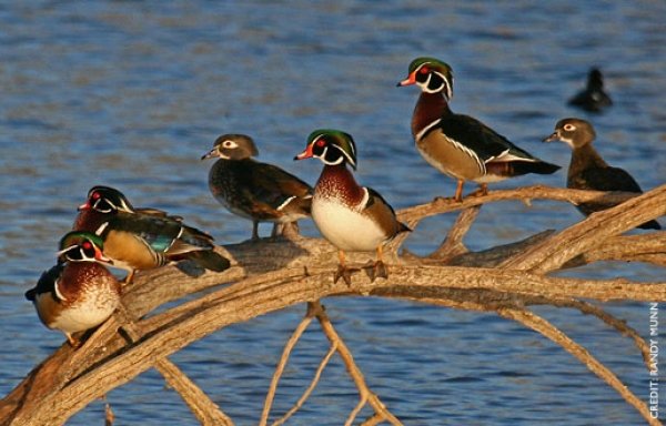 3264woodduck1.jpg