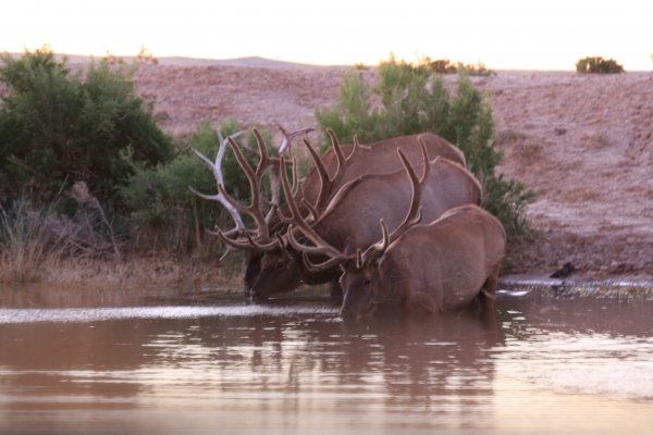 3419red_desert_elk_2008_028.jpg