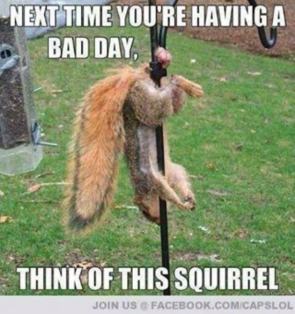 5386squirrel.jpg