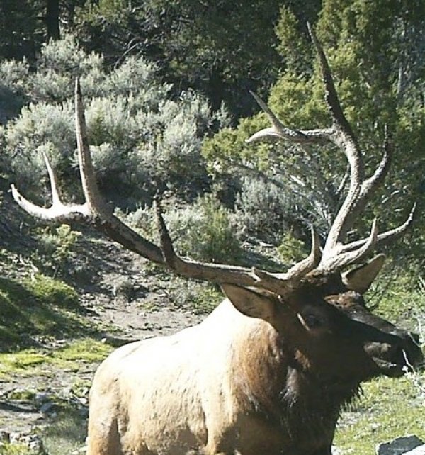 5930my_elk_on_tail_cam_-_copy.jpg