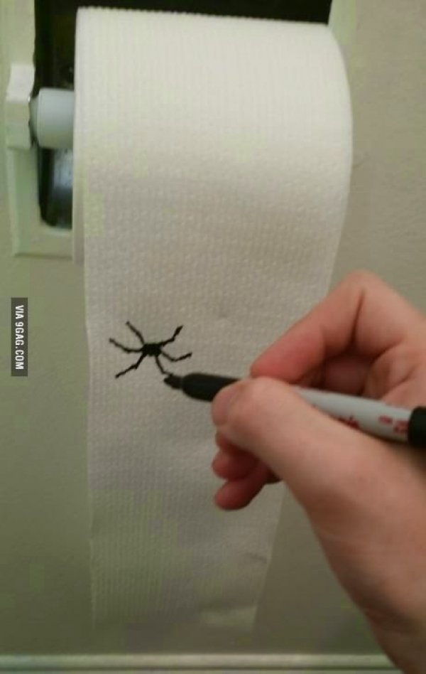 6178spider_on_toilet_paper_how_to_make_your_girlfriend_shit_twice.jpg