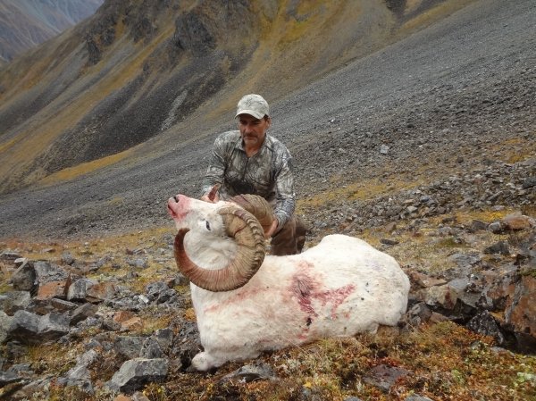 62002014_dall_sheep.jpg