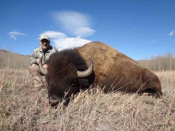 9109bison_2014_009.jpg