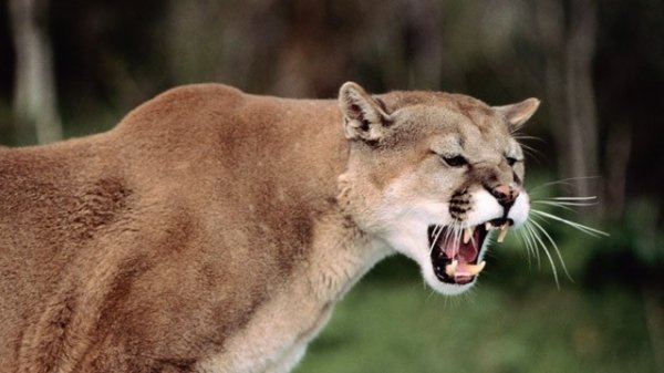 9382mountain-lion.jpg