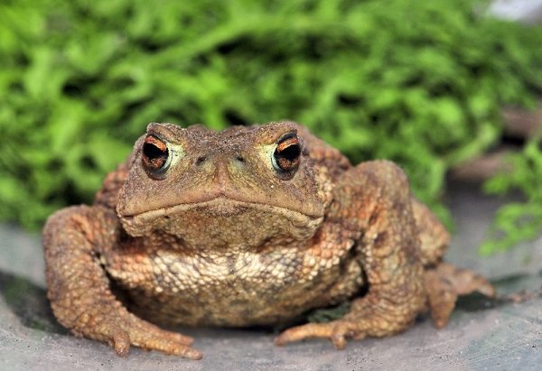 2580commontoad7.jpg