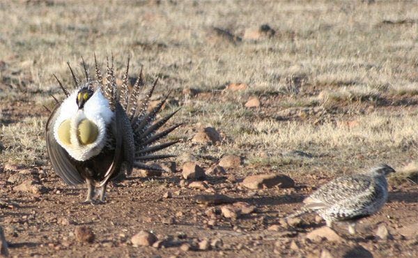 2858grouse1.jpg