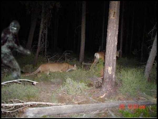 2877trailcam.jpg