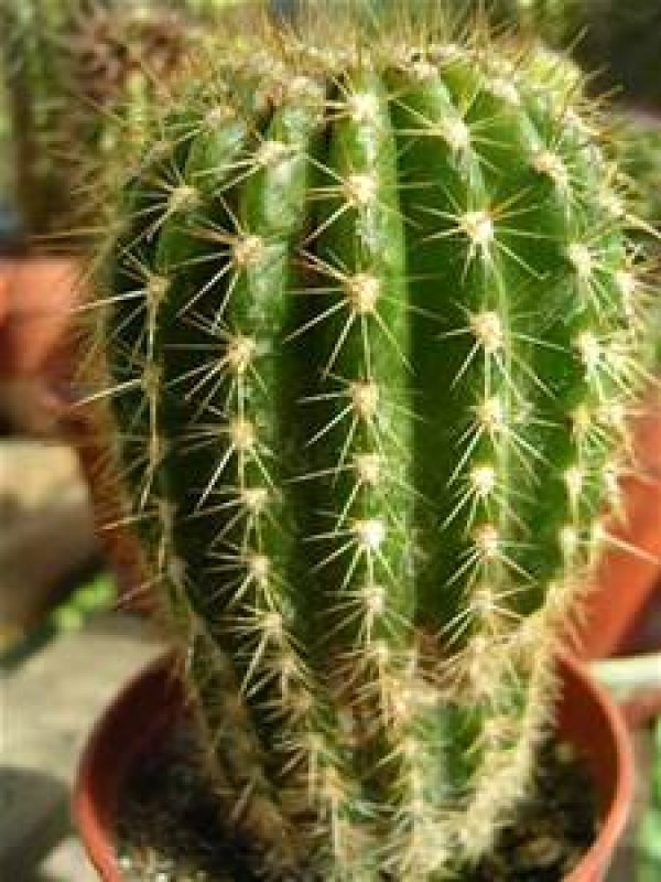 7417cactus.jpg