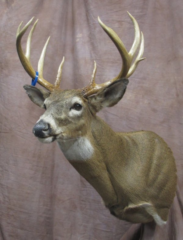 8411danryanwhitetail14082108.jpg