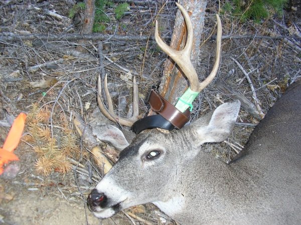 84692015buck001.jpg