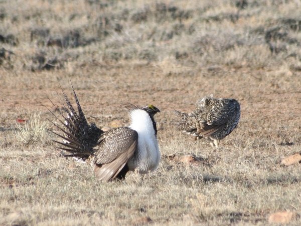 993cleargrouse.jpg