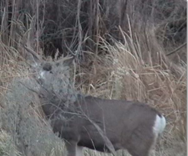 69131hidingbuck.jpg