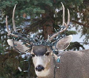 20528xmasdeer.jpg