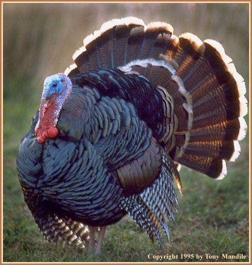 96793turkey.jpg