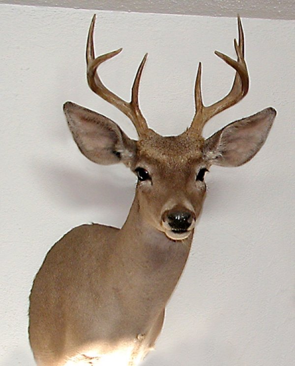 1303couesbuck.jpg