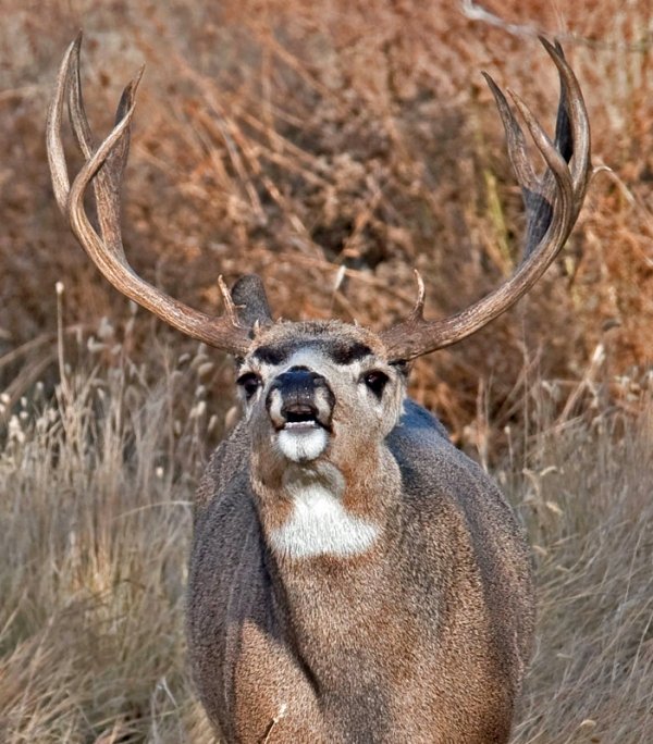 1617buck-4357-aa.jpg