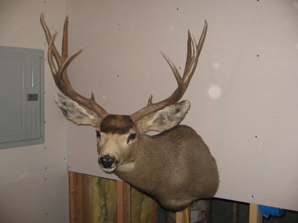 1792jareds_deer_004.jpg