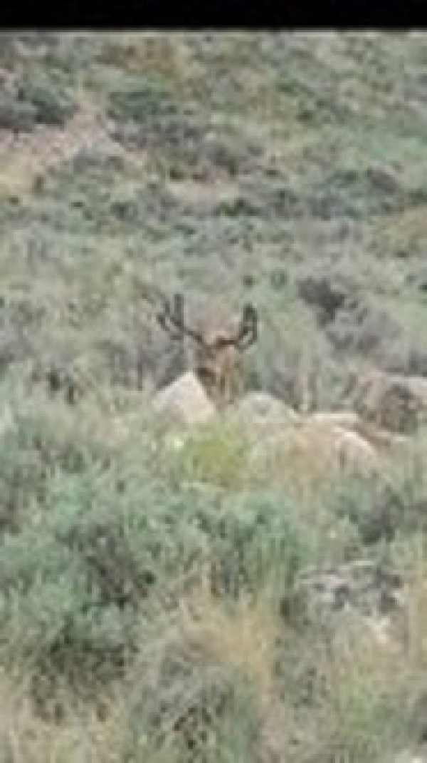 1908tooele_buck_3_jpeg.jpg