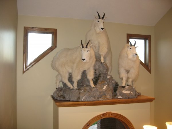 1913mtn_goat_taxidermy_008.jpg