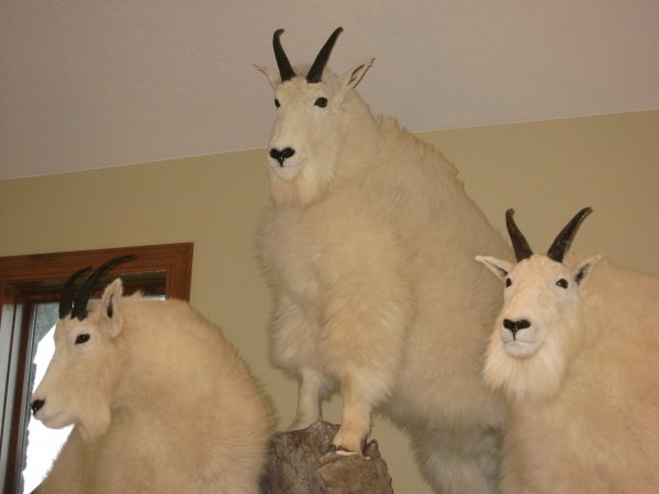 1929mtn_goat_taxidermy_006.jpg