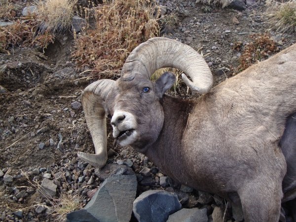 2345wyomingbighorn2010_015.jpg