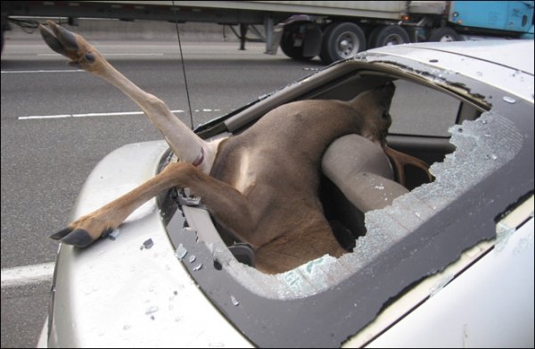 2431111018_deer_stuck_in_car_lg.jpg