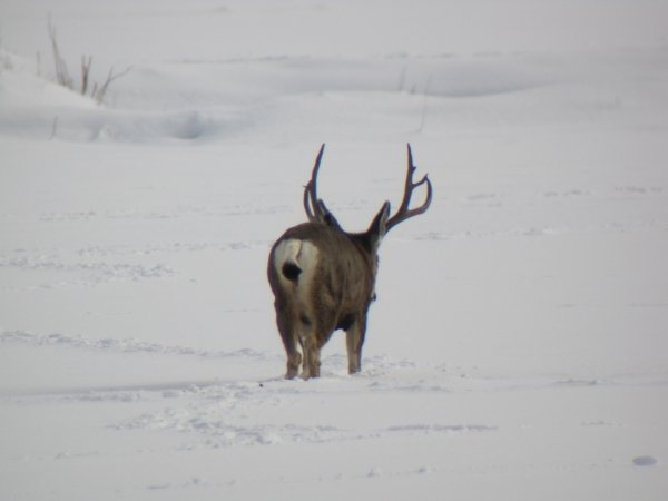 2442011_winter_bucks_011.jpg