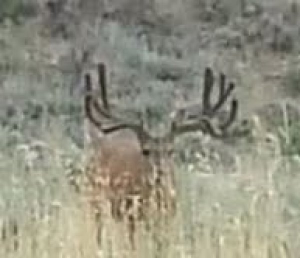 2751tooele_buck.jpg