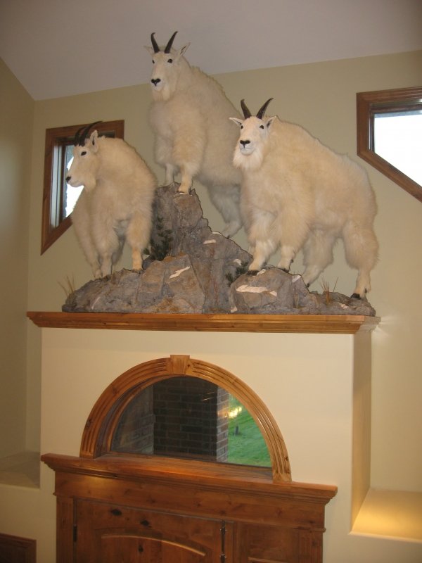 2805mtn_goat_taxidermy_005.jpg