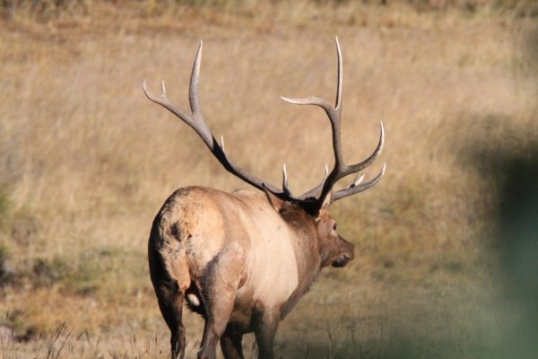 3115elk499.jpg