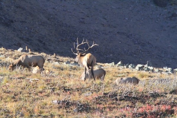 3296elk255.jpg