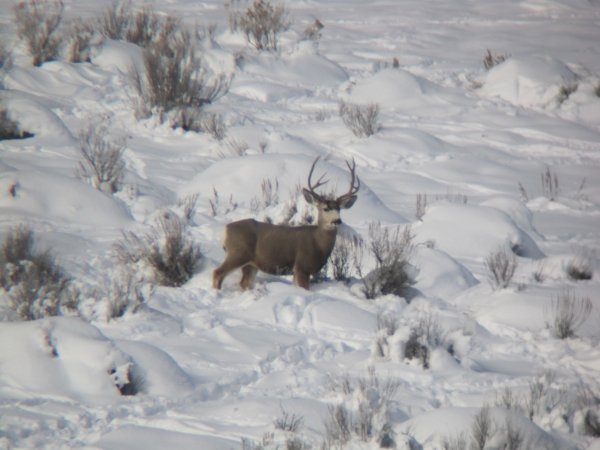 35842011_winter_bucks_018.jpg