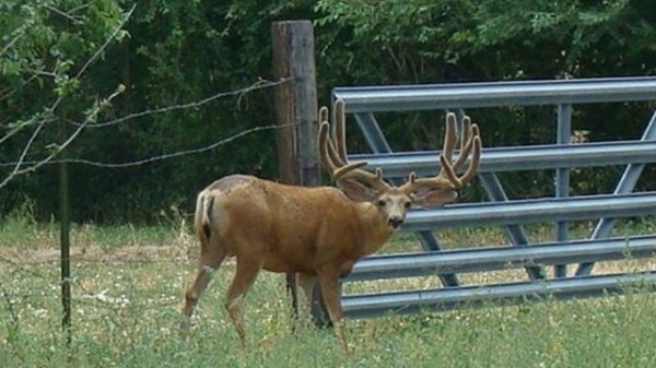 4151tooele_county_buck_8-6-13.jpg