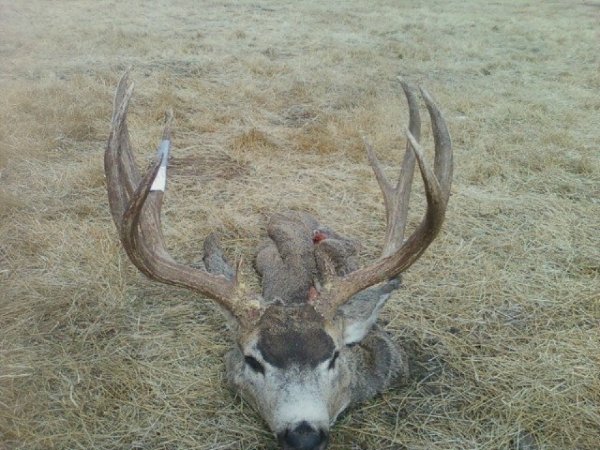 4327stewart_quigley_2010_buck.jpg