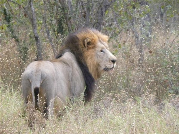 4735big_thornybush_lion.jpg