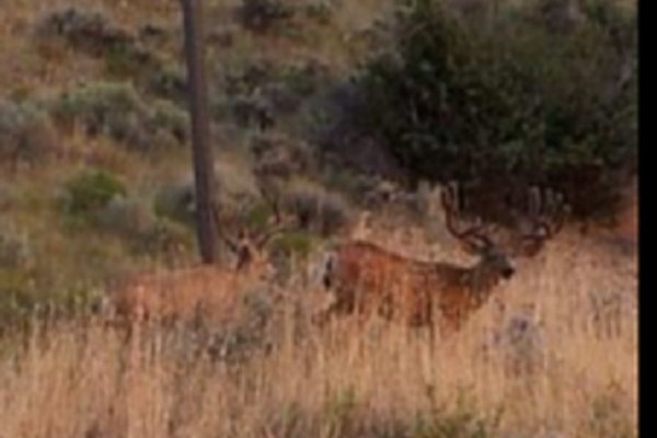 5106tooele_buck_2_jpeg.jpg