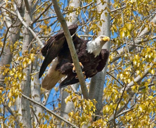 6056bald-eagle-dike.-aa.jpg