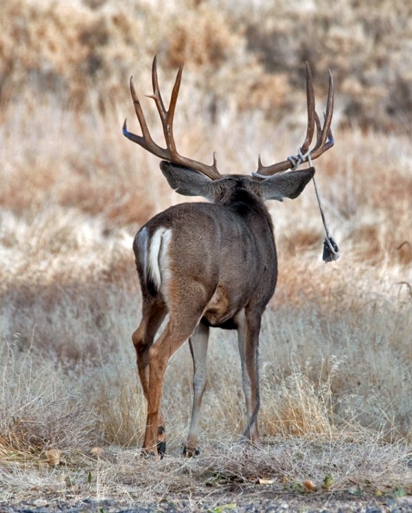 6085rope-buck-4455-aa.jpg