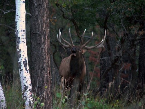 62591_elk.jpg