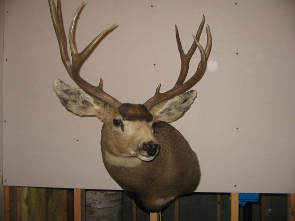 6783jareds_deer_001.jpg