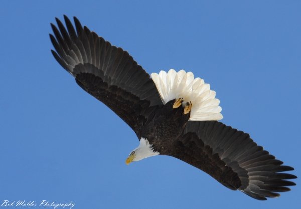 7282104_bald_eagle_soaring.jpg