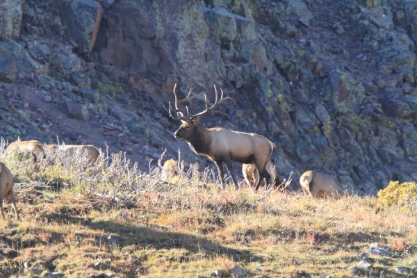 7527elk278.jpg