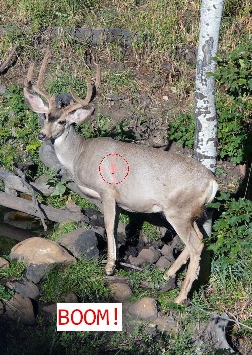 77055347buck-deer.jpg