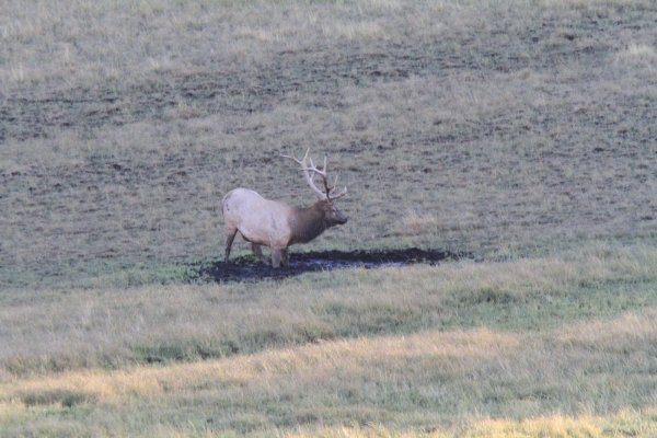 8084elk359.jpg