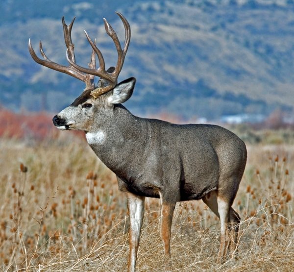 8177buck-rut-2011-4605aa.jpg