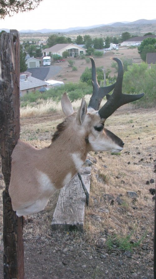 8561buck3.jpg