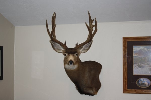 8598muley_mounts_008.jpg