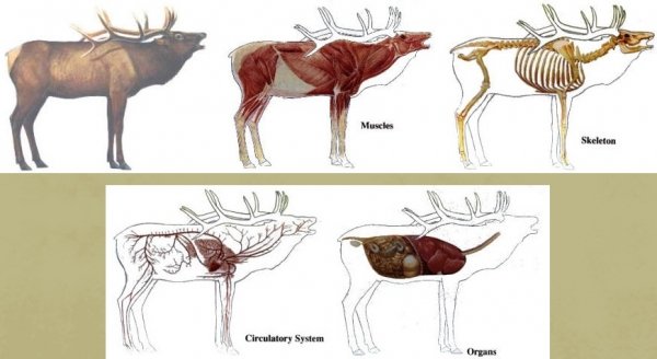 8702elkanatomy.jpg